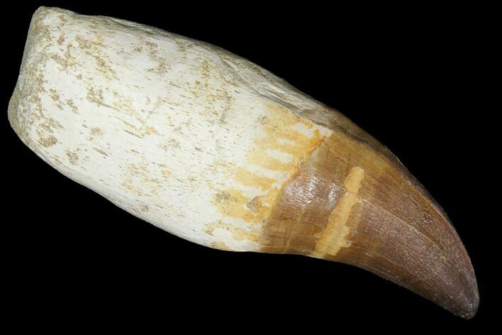 Rooted Mosasaur (Prognathodon) Tooth #114481